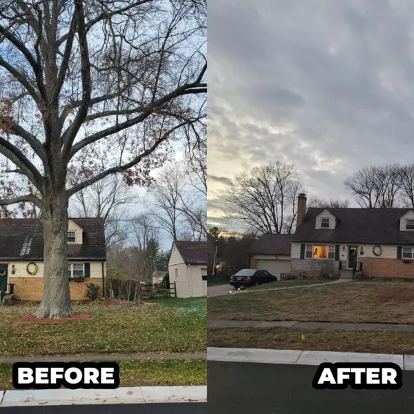 Before and After Front Yard
