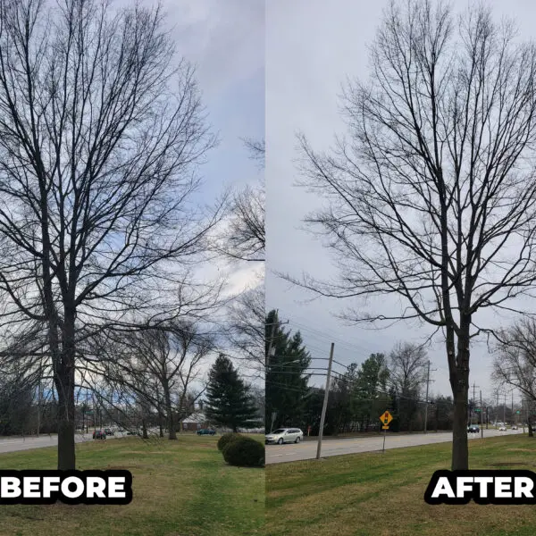 Before and After Tree