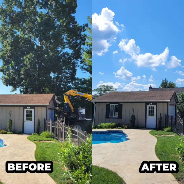 Before and After Backyard