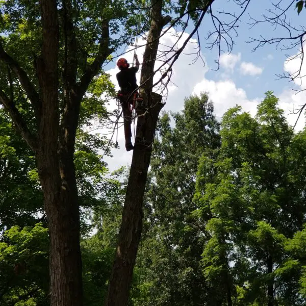 Technician Working on Tree
