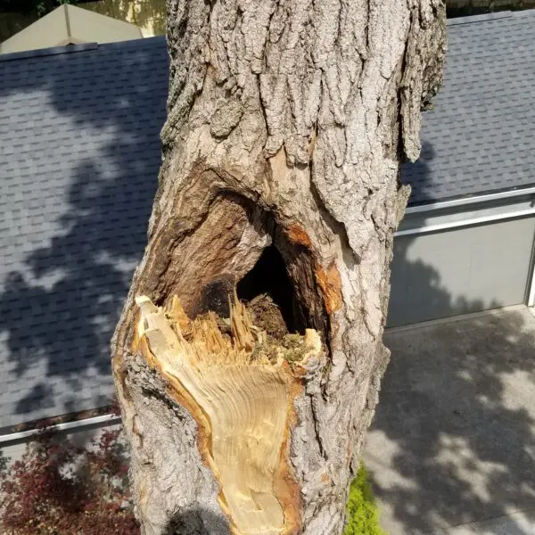 Tree Hollow