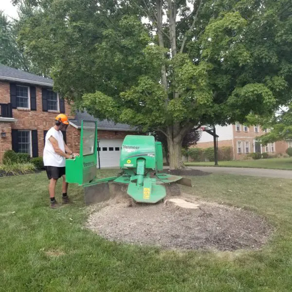 Stump Removal Services