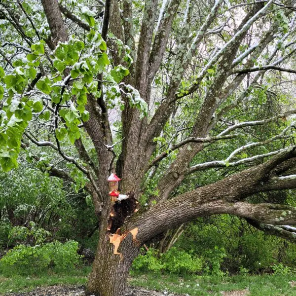 Tree With Cracks