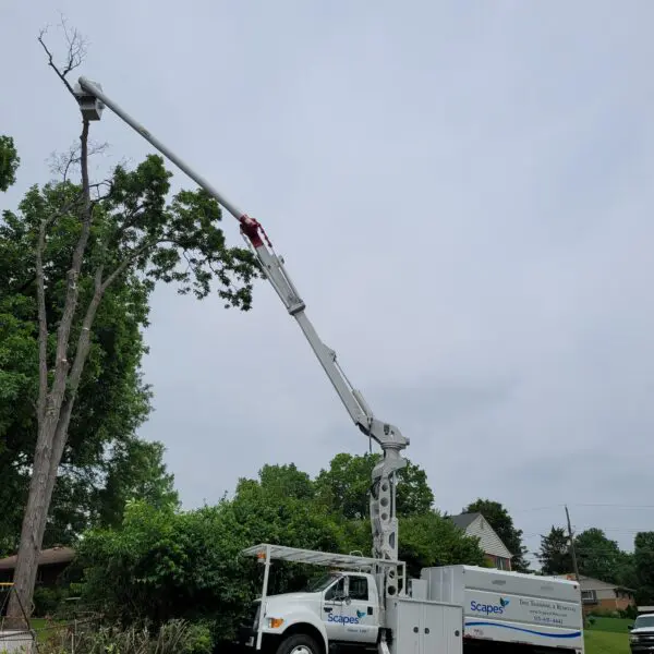 Scapes Truck Removing Treetop