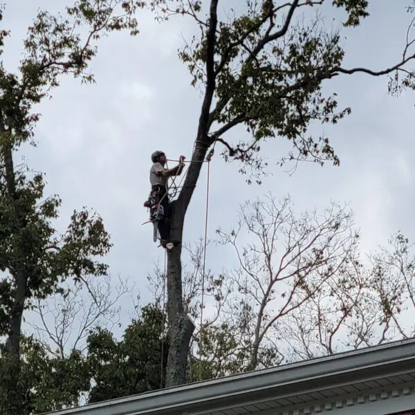 Technician Removing Branches