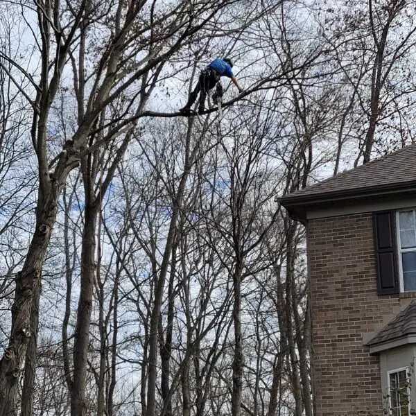 Technician on Tree Branch