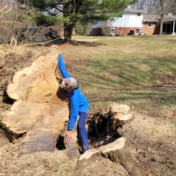 Removing Stump from Ground