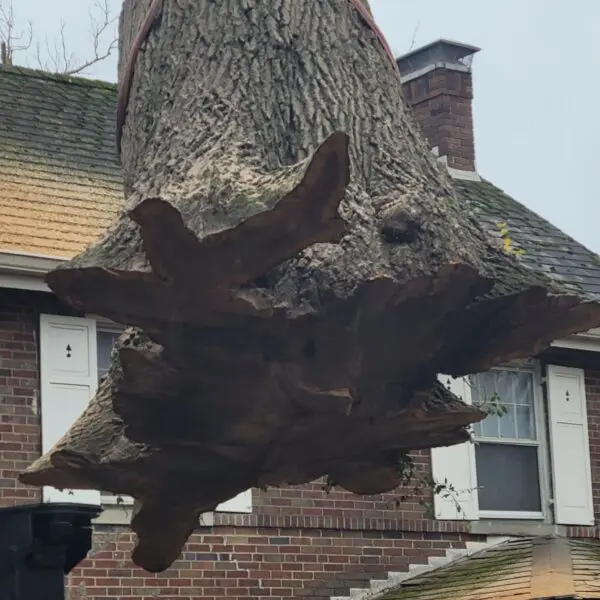 Massive Tree Stump Removal