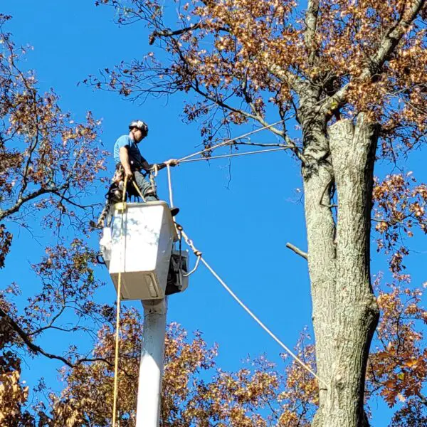 Technician In Crane Up High