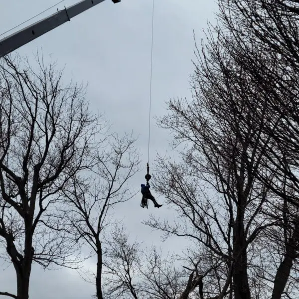 Tree Pruning