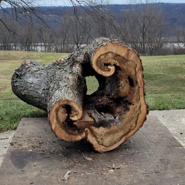Hollowed-Out Tree Stump