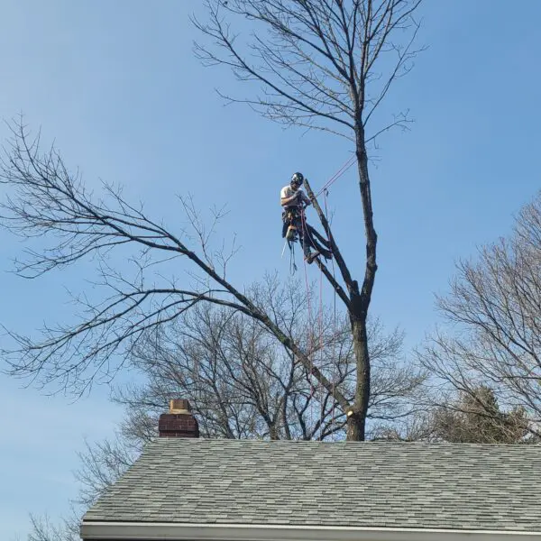 Technician Harnessed to Tree