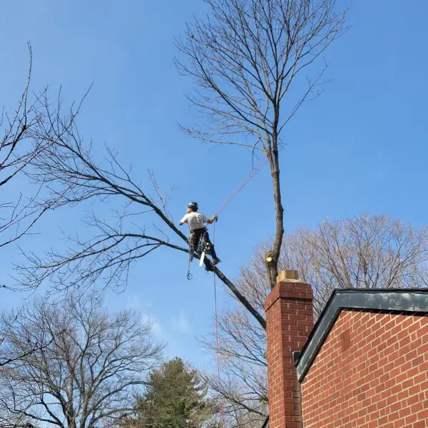 Shimmying Up Tree
