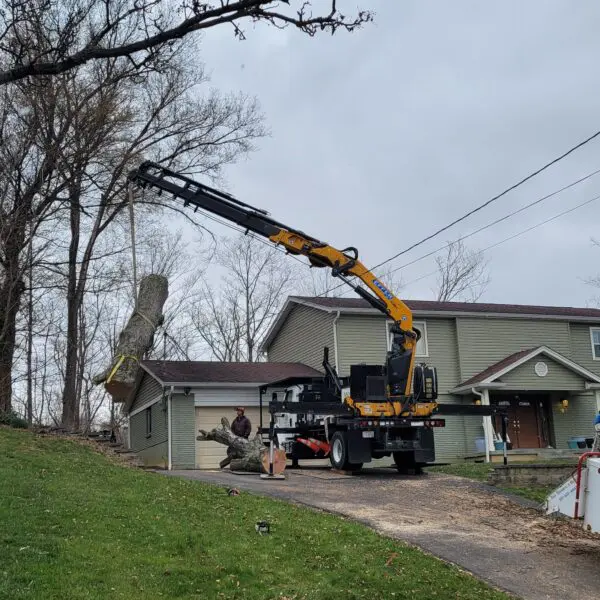 Tree Removal