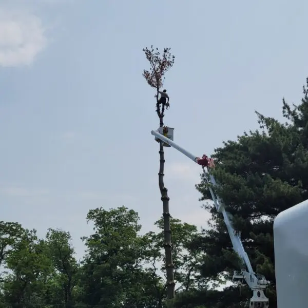 Technician Up Tree