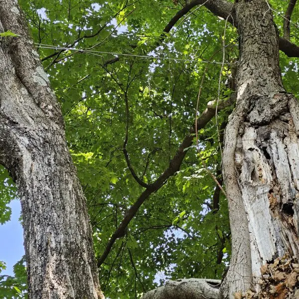 Wire Between Trees