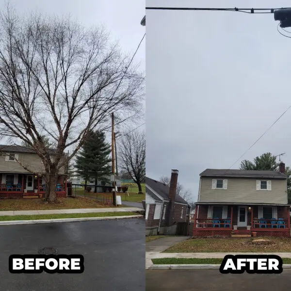 Tree Removal Before and After