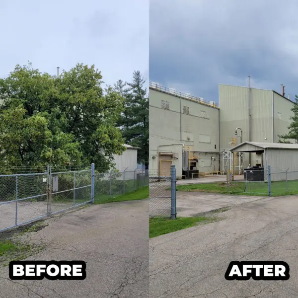 Before and After Plant