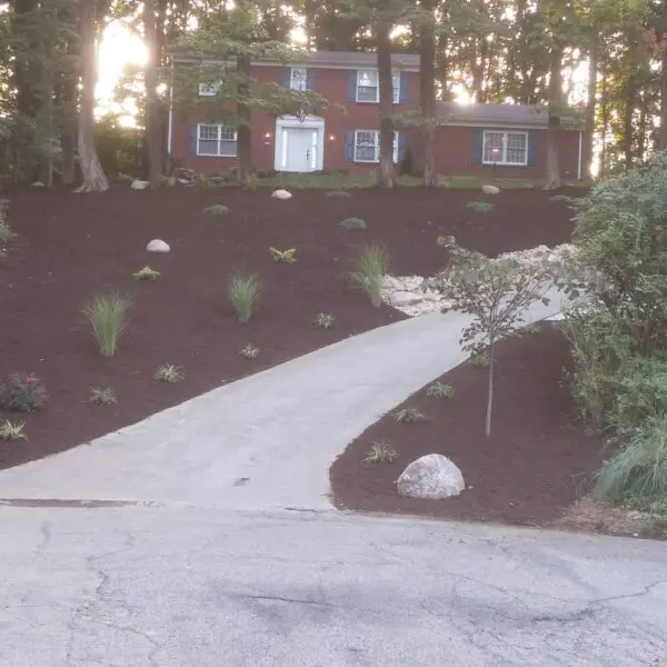 Multiple Tree Removal