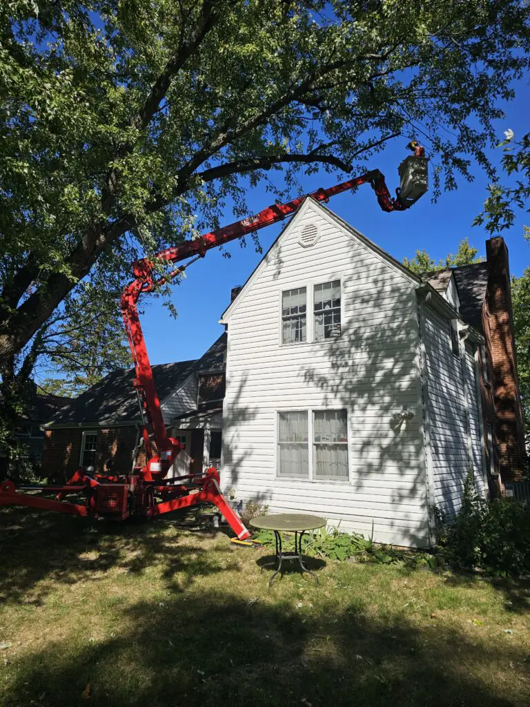 Backyard Spider Lift Tree Removal