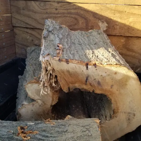 Hazard Tree Removal