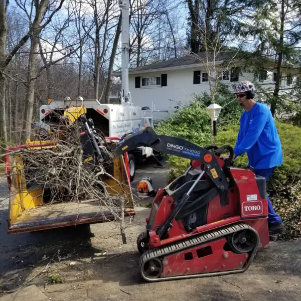 Tree Stump Brush Removal