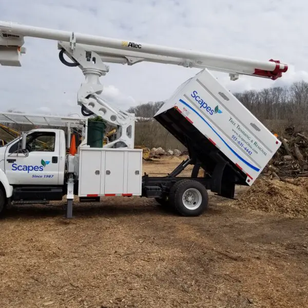 Trees Equipment for Tree Services