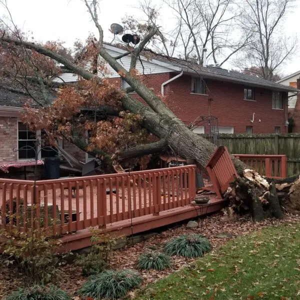 Storm Damage Tree Removal