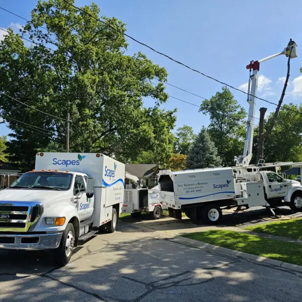 Tree Removal Equipment