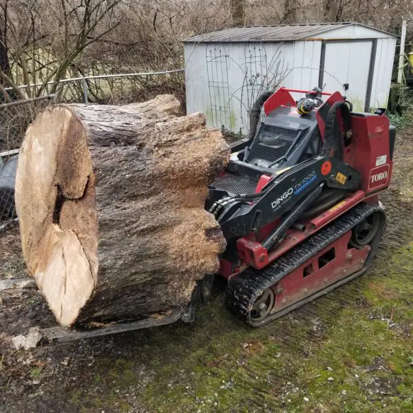 Tree Trunk Log Removal