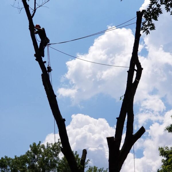 An arborist climbs a tall, partially cut tree using ropes and safety equipment. The silhouette contrasts against a bright blue sky with scattered white clouds, surrounded by the tops of nearby trees.