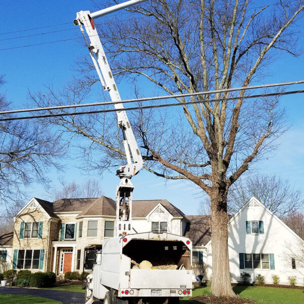 Cut-Down-Tree-Removal-Cincinnati