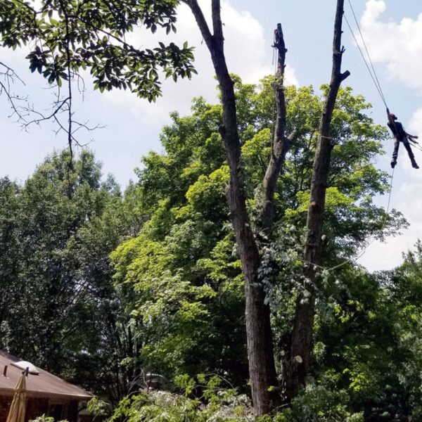 An arborist suspended by ropes performs tree removal on a tall tree trunk. The worker is using safety gear and appears to be trimming branches. The scene includes a house with a brown roof in the foreground and lush green trees under a bright sky in the background.